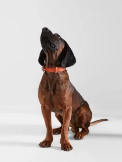 Silbon Mascotas|Hogar·Mascotas-Collar perro xLADRANGAUCHO cuero Marron&nbsp;claro