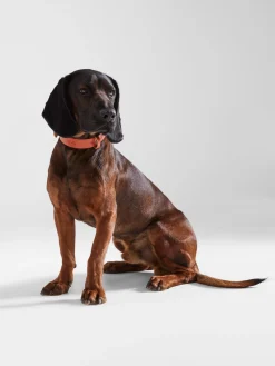 Silbon Mascotas|Hogar·Mascotas-Collar perro xLADRANGAUCHO cuero Marron&nbsp;claro